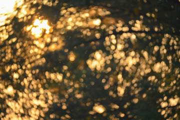 abstract background golden bokeh of sun light glowing shiny through tree in the morning day