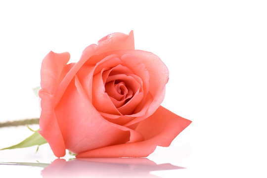orange rose flower isolated on white background