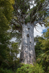 Kaipara New Zealand. Kauri trees. Giant trees