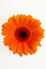 Orange flower isolated on white background
