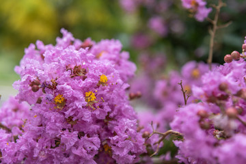 Flowers of the Racemosa tree or Lagerstroemia indica L.
