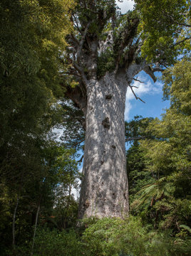 Kauri 이미지 – 찾아보기 1,265 스톡 사진, 벡터 및 비디오 | Adobe Stock