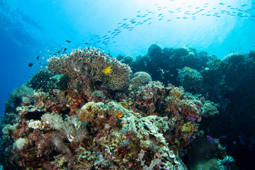 Plakat coral reef with tropical fish