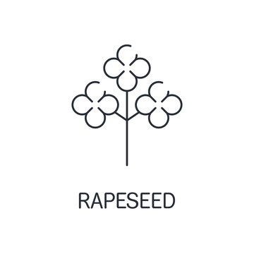 Rapeseed vector  isolated on white,  icon element for organic food design, outline thin line style black  symbol