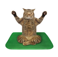 The beige cat athlete is doing yoga exercises on a green fitness mat. White background. Isolated.