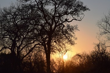 View of Kruger National Park at sunset