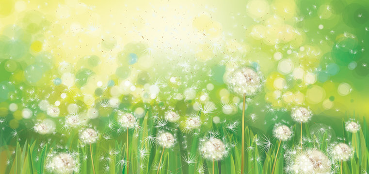 Vector spring green background, white dandelions field in sunshine. © rvika