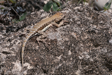 Eidechse in Mexico