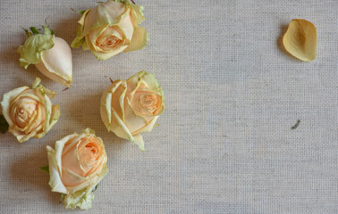  wilted roses background