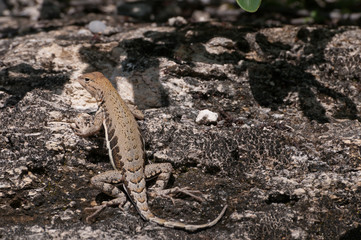 Eidechse in Mexico