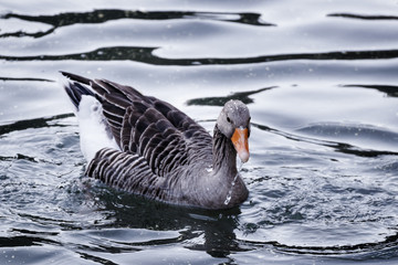 wild duck in a lake