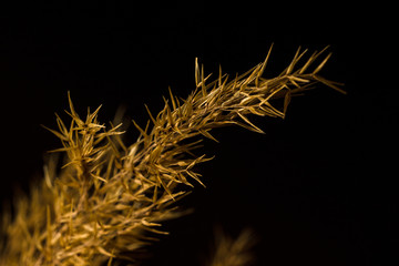 Dry decorative spike close up