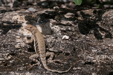 Eidechse in Mexico