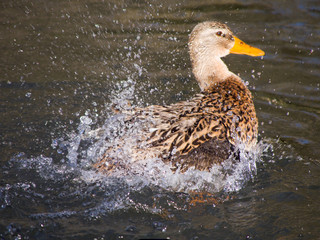 Cane ou canard amerrissant, série, Parc de la Tête d'Or, Lyon