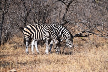 Fototapeta na wymiar Small group of zebras grazing in Kruger National Park