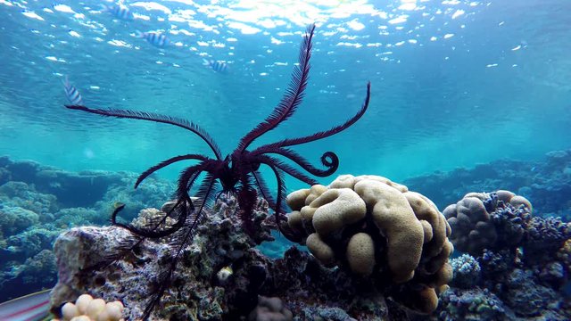 Coral reef. The marine life of tropical fish. Video under water.