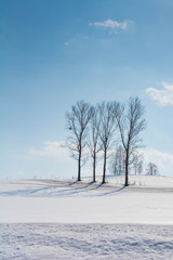 融雪剤がまかれた雪の畑と冬木立