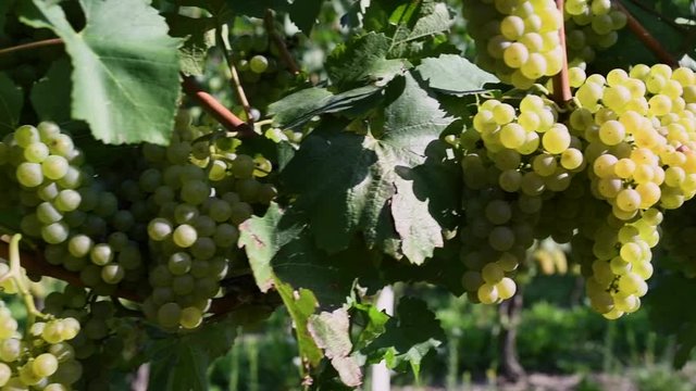 Ripe grapes before harvest in a vineyard at a winery