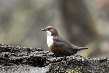 Dipper on a rock