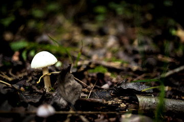 A mushroom in the forest ground