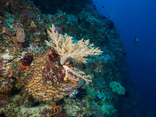 corals at Atauro Island, Timor Leste (East Timor)