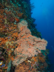 Naklejka na ściany i meble sea fan and corals at Atauro Island, Timor Leste (East Timor)