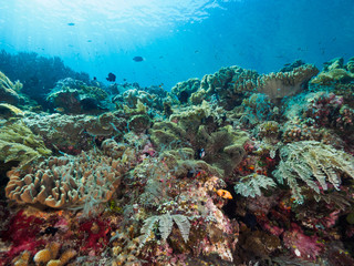 Naklejka na ściany i meble corals at Atauro Island, Timor Leste (East Timor)