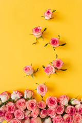 Pink rose flower buds and leaves on yellow background. Flat lay, top view creative floral concept.