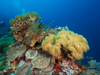 corals at Atauro Island, Timor Leste (East Timor)