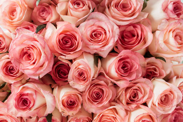 Closeup of pink roses flowers buds pattern.