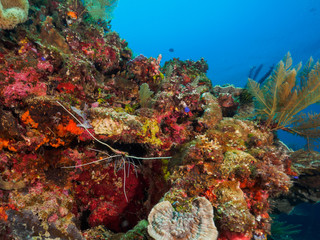 Lobster and corals at Atauro Island, Timor Leste (East Timor)