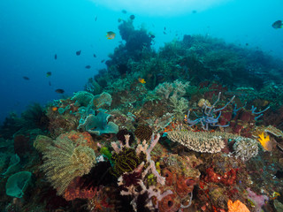 Naklejka na ściany i meble corals in Dili, Timor Leste (East Timor)
