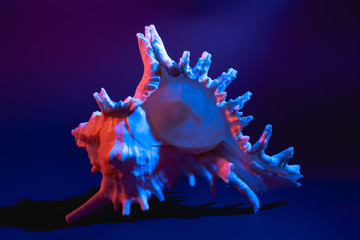 Chicoreus ramosus shell on a dark background with neon lights. Stock photo Chicoreus ramosus.