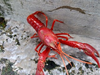 Red lobster on the nature background
