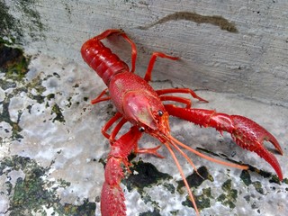 Red lobster on the nature background