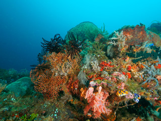 Plakat corals in Dili, Timor Leste (East Timor)