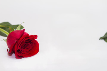 Single red flower rose lay on white background. Ready template for greeting card.