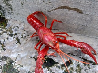 Red lobster on the nature background