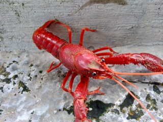 Red lobster on the nature background