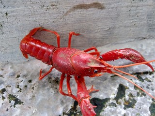 Red lobster on the nature background