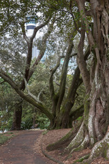 Fototapeta na wymiar Albert Park Trees at Auckland New Zealand. 