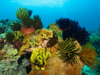 feather stars and corals in Dili, Timor Leste (East Timor)