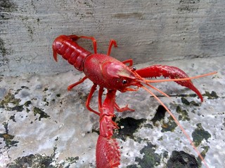 Red lobster on the nature background