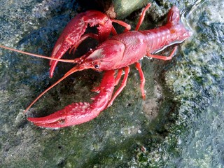 Red lobster on the nature background
