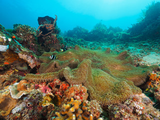 Fototapeta na wymiar Anemonefish and Anemone at coral reef in Dili, Timor Leste (East Timor)