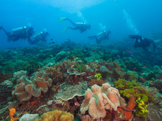 corals and divers in Dili, Timor Leste (East Timor)