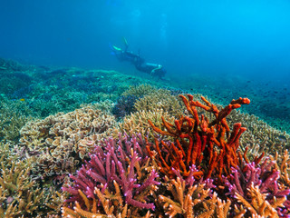 corals and divers in Dili, Timor Leste (East Timor)