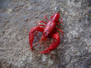 Red lobster on the nature background