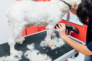 Woman shaving a white dog