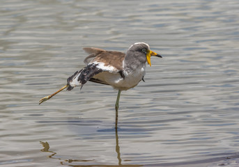 White-crowned lapwing stretching its leg and wing while standing in the water image in horizontal format